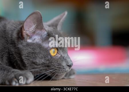 A grey Russian Blue mix cat crouches on the floor in a stalking or hunting stance, looking to the right of camera at her prey. Stock Photo