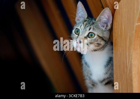 A tabby with white kitten looks off camera with a curious gaze while sitting next to a wooden chair with wood slats behind. Stock Photo