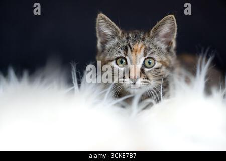 A tabico (tabby and calico) kitten looks into camera, sitting on a fluffy white fur rug or bed, on a black background. Stock Photo
