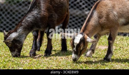 Two little goats at the farm Stock Photo