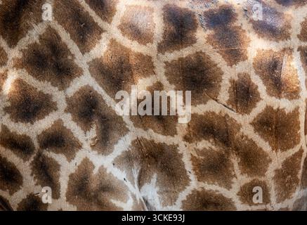 Close up shot of giraffe skin Stock Photo