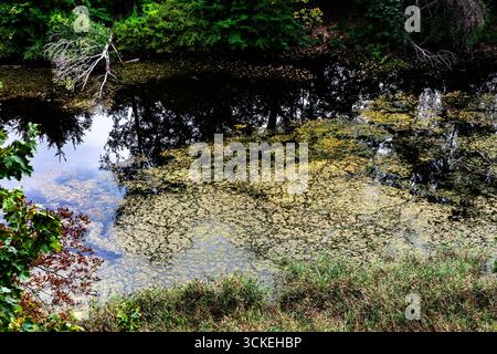 Textured close‑up of a woodland pond where green algae mats mingle with mirror‑like reflections of trees and a submerged fallen limb. Natural abstract Stock Photo