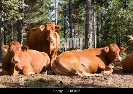Three brown cows resting in the forest - Three brown cows are resting on the ground in a sunny forest clearing, with one standing in the background. Stock Photo