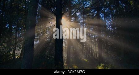 Ethereal sunbeams shining through a dark forest - A captivating scene of bright sun rays piercing through the trees of a dark, mystical forest, creati Stock Photo