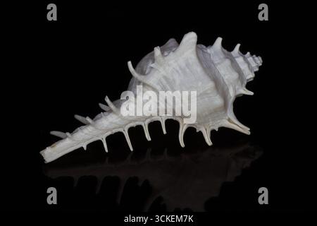 Ornate white sea snail shell on a black surface - A beautiful white sea snail shell with intricate spikes and ridges, reflected on a glossy black back Stock Photo