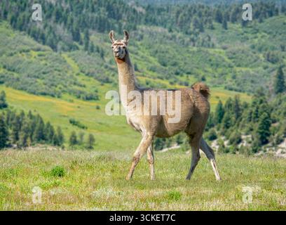 Adult classic Llama on scenic alpine pasture Stock Photo