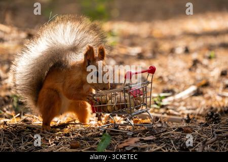 Squirrel with shopping cart on ground in autumn park Stock Photo