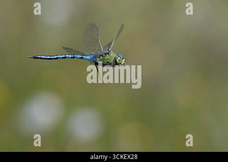 Male Emperor Dragonfly (Anax imperator) in flight Stock Photo