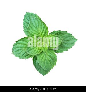 Fresh Green Mint Leaves isolated on white background with clipping path. Stock Photo