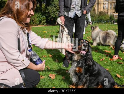 London, UK. 11th Sep, 2025. Michelle Scrogham MP and Charlie the Working Cocker Spaniel. Dog-loving MPs and their dogs take part in the Westminster Dog of the Year Competition, run by The Kennel Club and Dogs Trust, rasing awareness about canine welfare. Winners: Steve Darling MP and Jennie the Retriever working dog(popular vote), Sarah Edwards MP and Poykee the Keeshond (1st), Becky Gittins MP and Mabel the Stafy Cross boxer (2nd), Andrew Snowden MP and Lucy the black Labrador (3rd). Credit: Imageplotter/Ģ����ý Live News Stock Photo