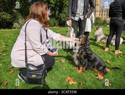 London, UK. 11th Sep, 2025. Michelle Scrogham MP and Charlie the Working Cocker Spaniel. Dog-loving MPs and their dogs take part in the Westminster Dog of the Year Competition, run by The Kennel Club and Dogs Trust, rasing awareness about canine welfare. Winners: Steve Darling MP and Jennie the Retriever working dog(popular vote), Sarah Edwards MP and Poykee the Keeshond (1st), Becky Gittins MP and Mabel the Stafy Cross boxer (2nd), Andrew Snowden MP and Lucy the black Labrador (3rd). Credit: Imageplotter/Ģ����ý Live News Stock Photo