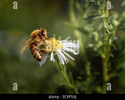 A close-up macro photograph of a honeybee covered in pollen, collecting nectar from a white and yellow daisy-like flower. Stock Photo