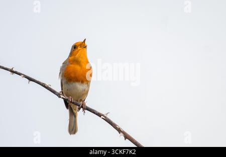 European robin (Erithacus rubecula) singing from a prominent position to proclaim territory, against a white sky background Stock Photo