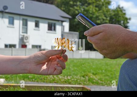A man shows his grandchild a plant identifier app on his mobile phone. Stock Photo