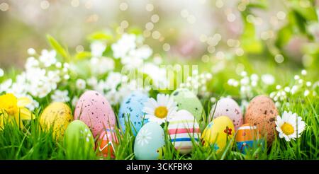 Easter eggs in the grass with daisies and daffodils, Composing Stock Photo