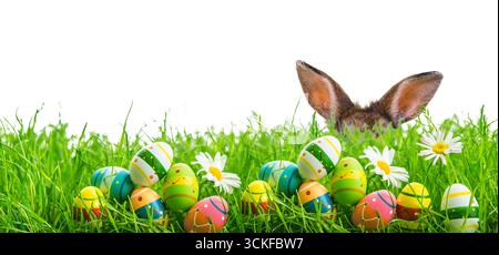 Ears of an Easter bunny in a meadow with Easter eggs and flowers Stock Photo