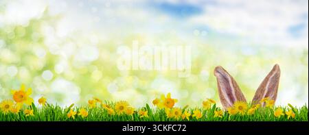 Ears of Easter bunny on a flower meadow with dandelions and daffodils, Composing Stock Photo