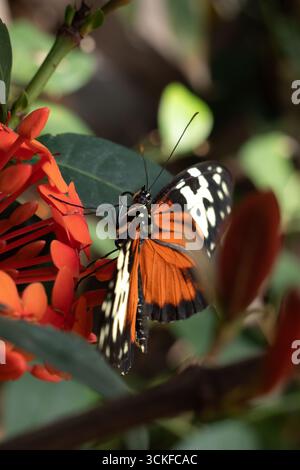 Close-up of an orange, white and black butterfly (Heliconius hecale, the tiger longwing) on a plant Stock Photo