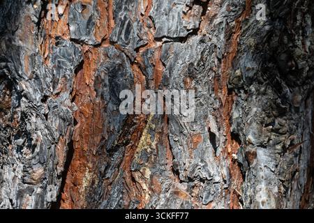Image background texture of bark of coniferous tree pine Stock Photo