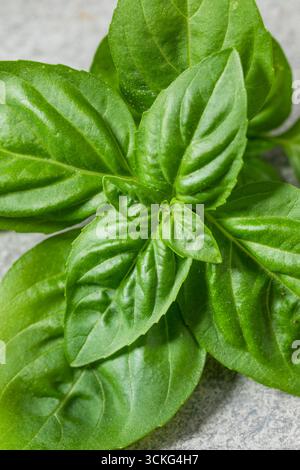 Organic Raw Green Basil Leaves Ready to Cook With Stock Photo