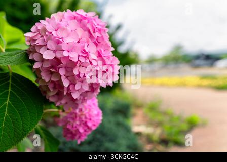 Selective focus of Hydrangea Flower Stock Photo