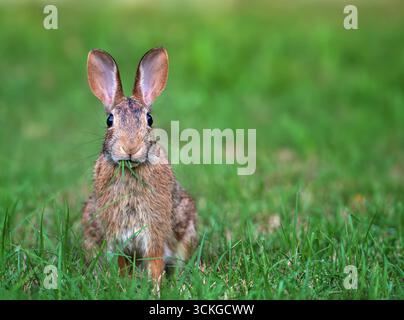 Cottontail bunny rabbit munching grass in summer garden. Natural green background with copy space Stock Photo