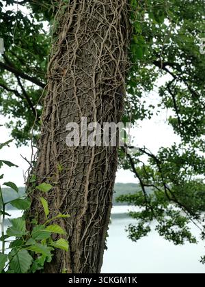 Alder trunk covered with dry ivy. Ivy cut at base. Textured natural motif with bark pattern.Copyspace Stock Photo