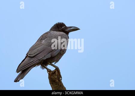 A large-billed crow (Corvus macrorhynchos) observed in Pune, Maharashtra, India. Stock Photo