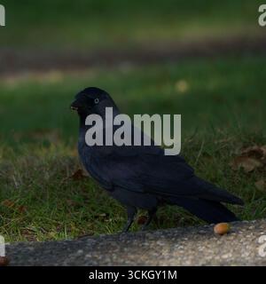 Eurasian Jackdaw standing on grass feeding on insect Stock Photo