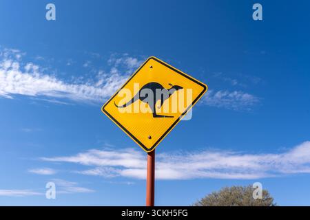 A caution kangaroo crossing warning sign against clear blue sky is seen at the side of a road in Australia. Stock Photo