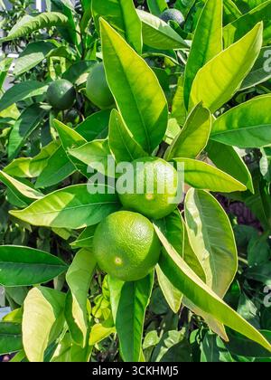Natural green limes ripening on citrus plant branches surrounded by vibrant yellow and green foliage in orchard.Sustainable lime farming with fresh gr Stock Photo