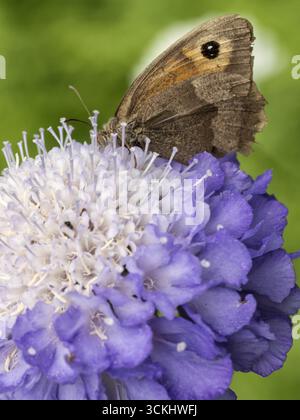 Meadow brown butterfly (Maniola jurtina) feeding on a purple scabious flower in summer. Stock Photo