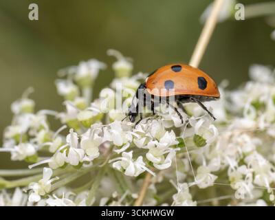 A seven-spot ladybird (Coccinella septempunctata) with bright orange-red wing cases and prominent black spots on a cluster of delicate white flowers Stock Photo