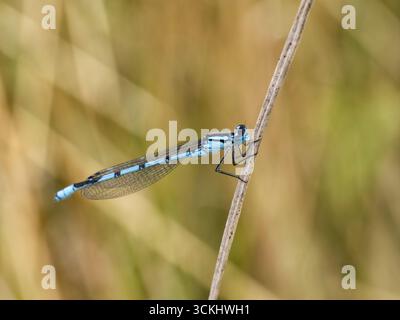 Common blue damselfly (Enallagma cyathigerum) resting on gras stalk. Stock Photo