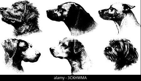 dog breeds engraved, hand drawn vector illustration in woodcut ...