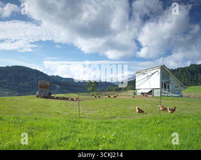 Open air grazing chickens in a fenced field Stock Photo