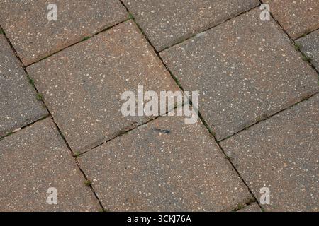 close-up macro light-blue dragonfly resting on reddish-brown paving stones Stock Photo