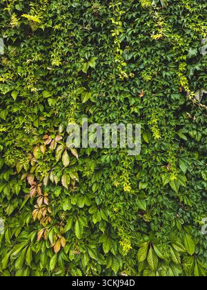 Green ivy leaves covering wall background. High quality photo Stock Photo