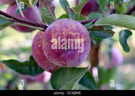 dew drops on a ripe apples ready for harvesting. Stock Photo