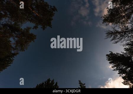 Low angle view of a beautiful starry night sky seen through the dark silhouettes of tall pine trees in a forest. Stock Photo