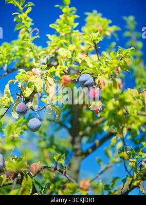 black plums growing on the tree branch in summertime Stock Photo