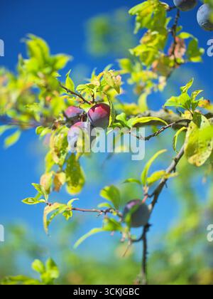 black plums growing on the tree branch in summertime Stock Photo