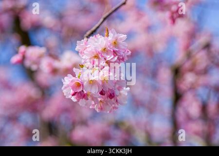 A mass of beautiful, pink, Cherry blossom set against a bright blue sky Stock Photo
