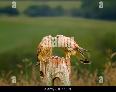 Female and Male Kestrels, (Falco tinnunculus), perched on an old wooden post, on farmland in West Yorkshire, UK Stock Photo
