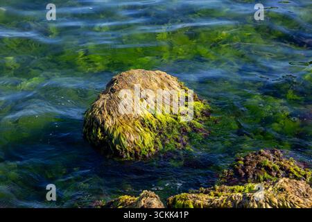 Mossy Coastal Rocks in Clear Seawater Stock Photo