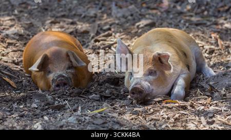 Two Gloucester Old Spot Piglets in animal pen. Hidden Villa, Santa Clara County, California, USA. Stock Photo