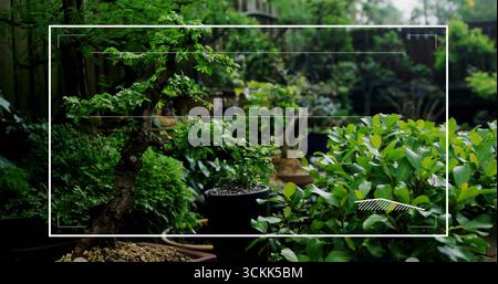 Displaying twisted bonsai tree in ceramic pot and glossy shrub on wooden bench, gravel topping Stock Photo
