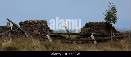 A barn owl (Tyto alba) hunts during the afternoon near Delph, Saddleworth, UK Stock Photo