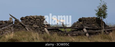 A barn owl (Tyto alba) hunts during the afternoon near Delph, Saddleworth, UK Stock Photo