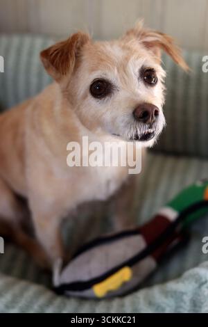 Cute small mixed breed dog with a toy on sofa in living room. Stock Photo